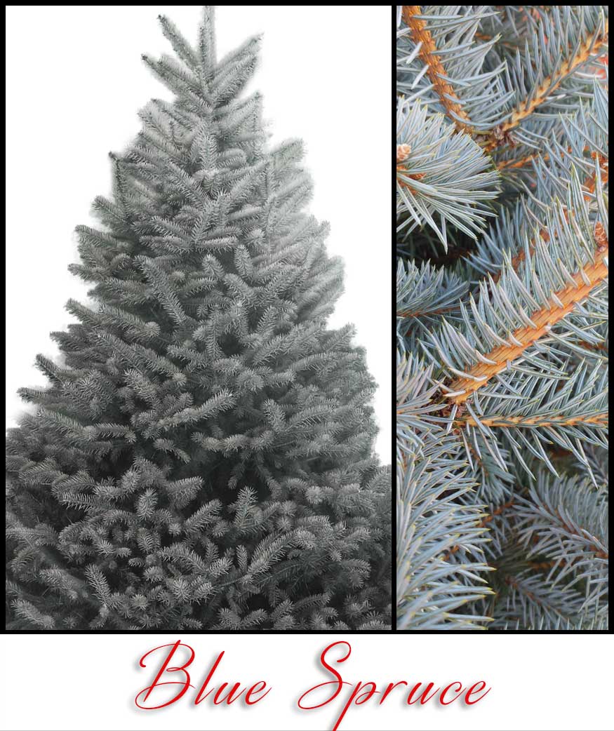 Blue Spruce