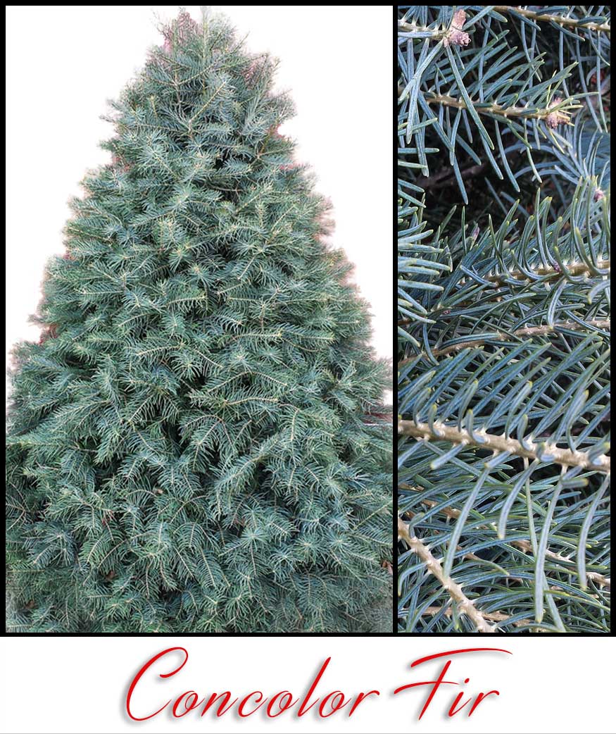 Concolor Fir