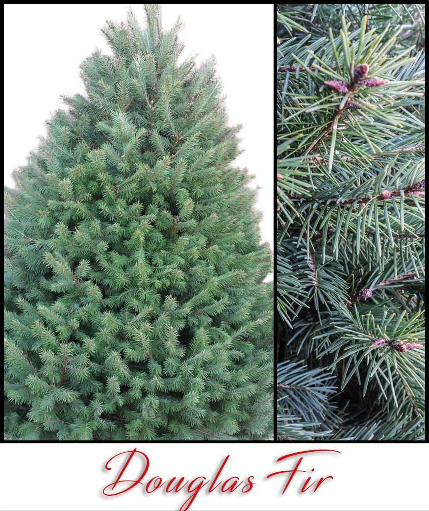 Douglas Fir