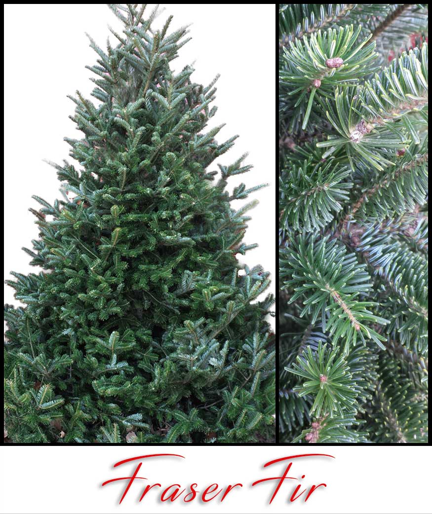 Fraser Fir