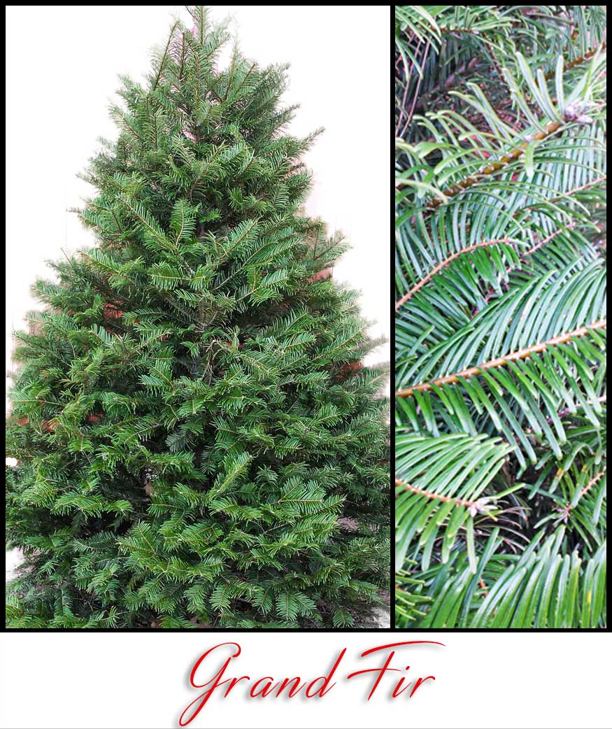 Grand Fir