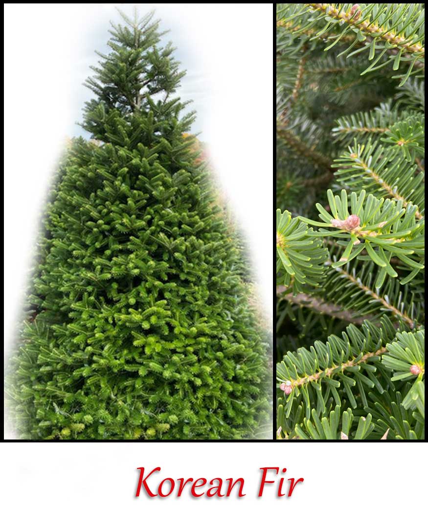Korean Fir