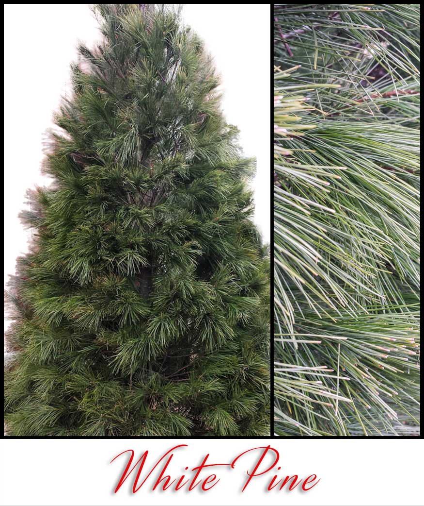 White Pine